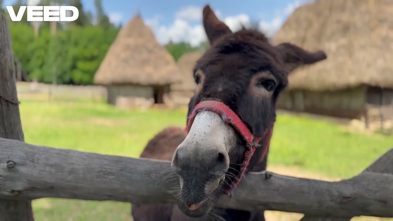Every Life Matters — Stop Donkey Slaughter