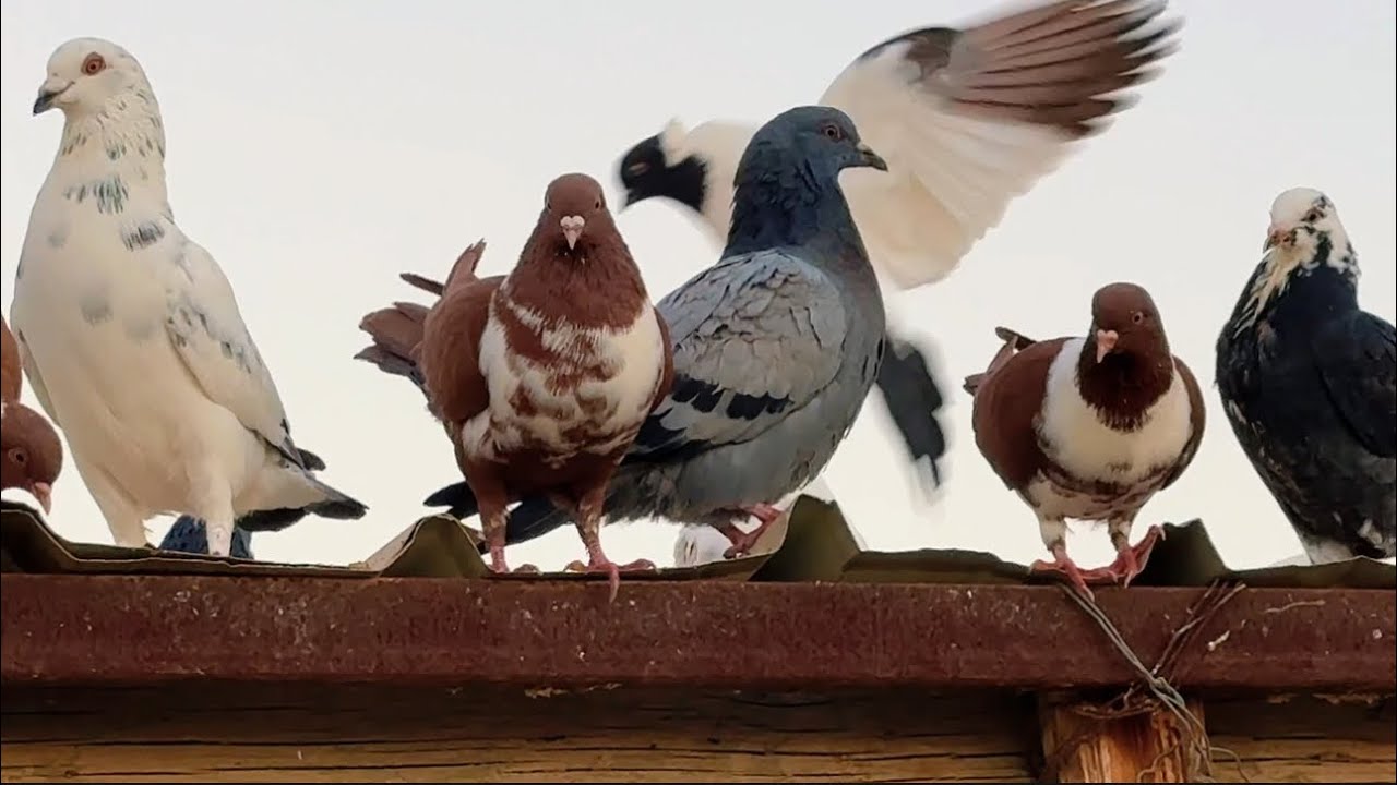 نشيك على الطيور. كمالة الفيديو السابق 🕊️😇👍