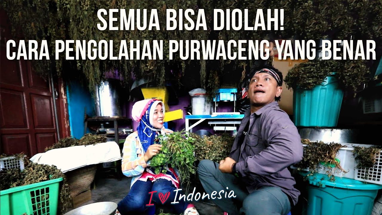SEMUA BISA DIOLAH! Cara Pengolahan Purwaceng Yang Benar | I LOVE INDONESIA | EPS 47 (2/5)