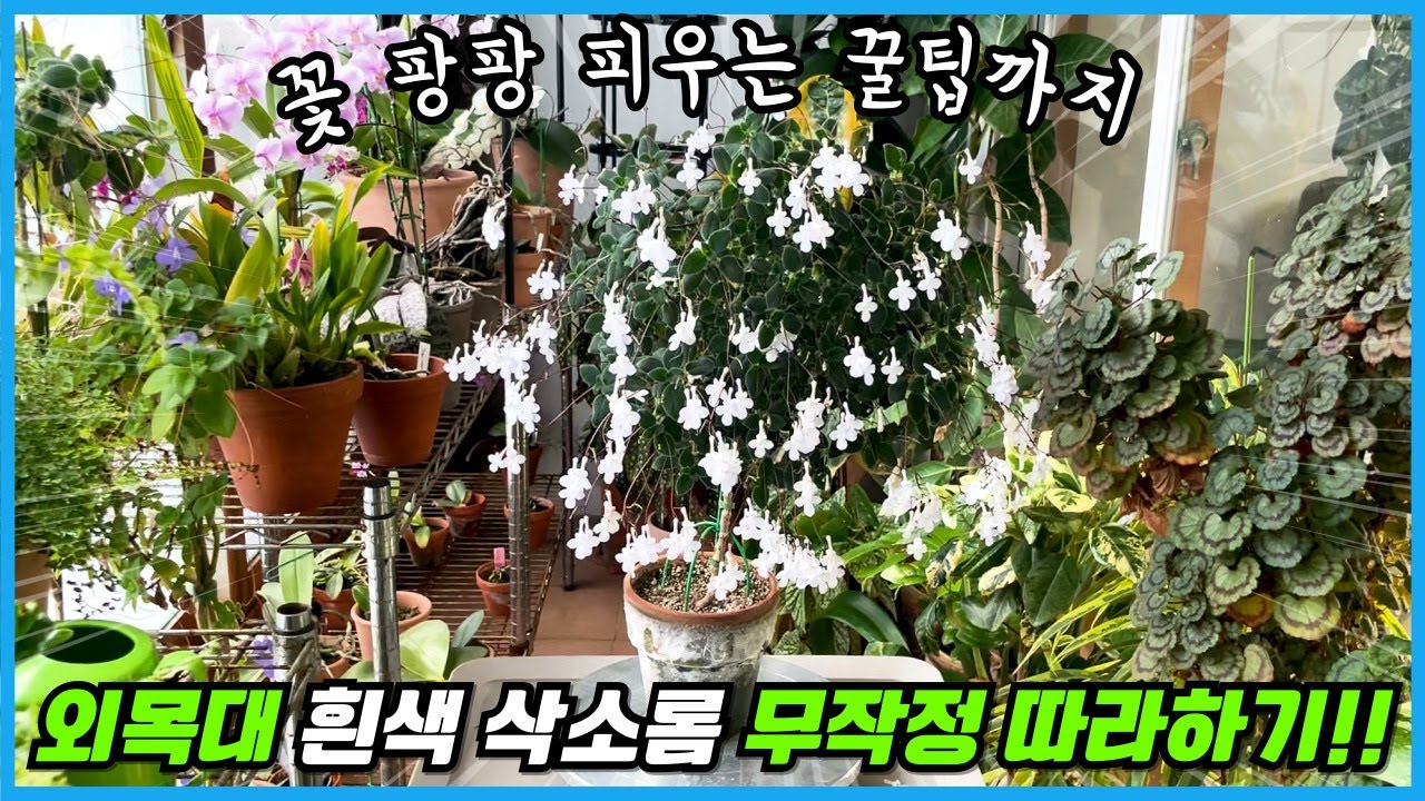 누구도 알려주지 않은 외목대 삭소롬 꿀팁 6가지!! 흰색 삭소롬 이건 꼭 키우셔야 합니다!!