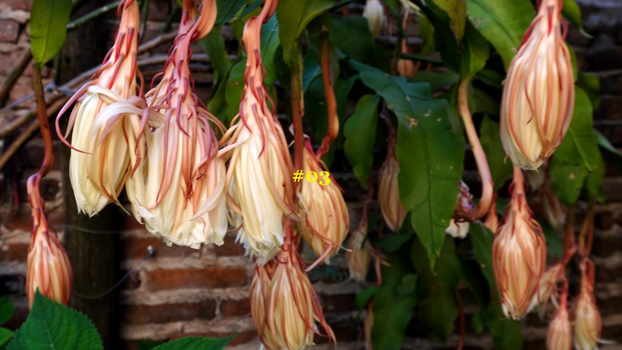 LA DAMA DE NOCHE FLORECIO 🌙 | UN DÍA EN LA HUERTA