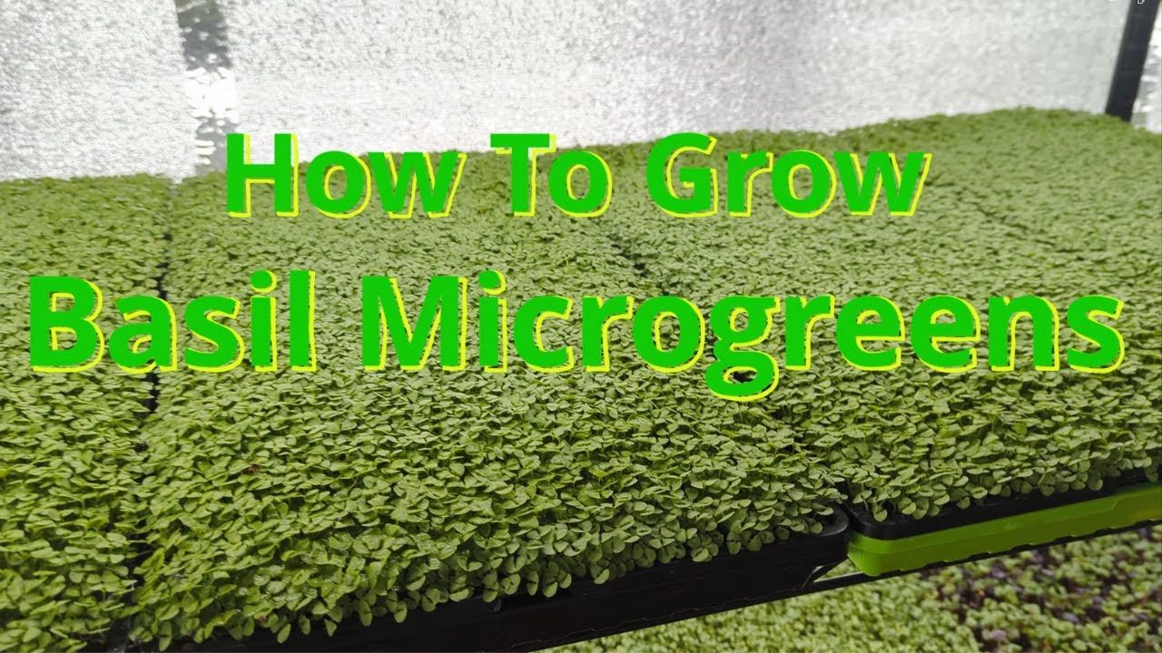 How to grow basil microgreens