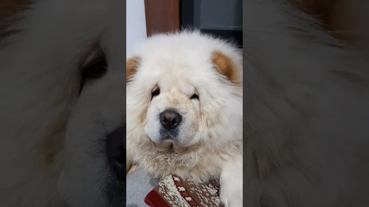 Rri shtrirë si mbret 👑🐶