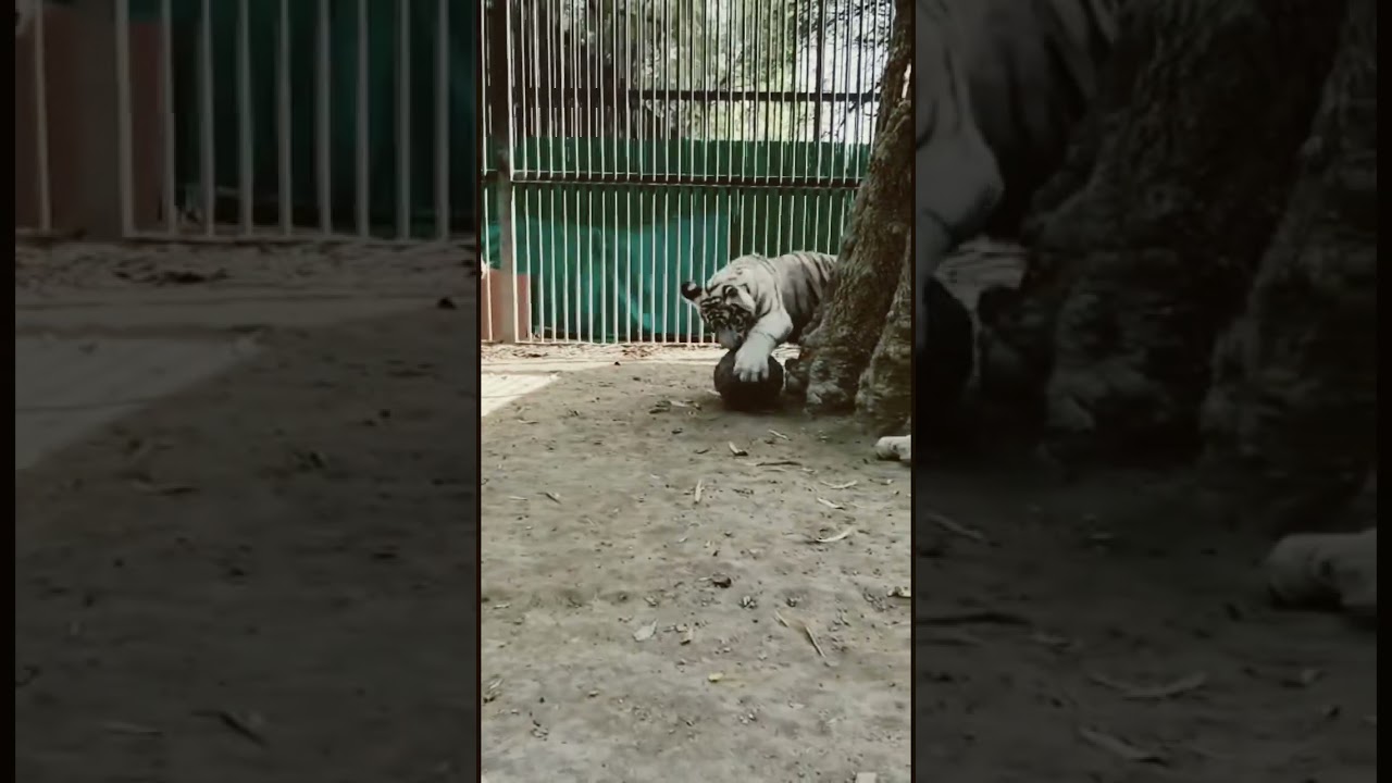 New guest in Delhi Zoo. Vyom (meaning: Universe) and Avani (meaning: Earth)