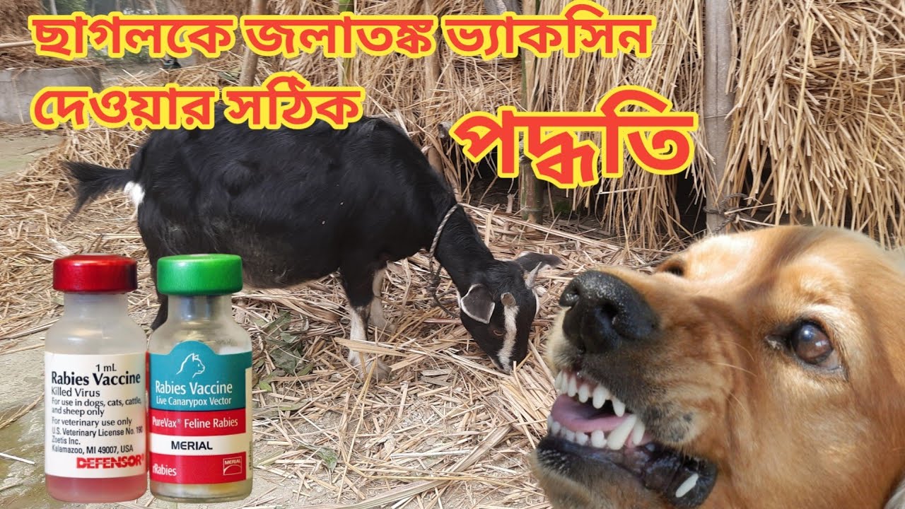 ছাগলকে কুকুর কামড়ালে শরীরের কোথায় এবং কত ডোজে ভ্যাকসিন দিবেন | বিস্তারিত ভিডিওতে----
