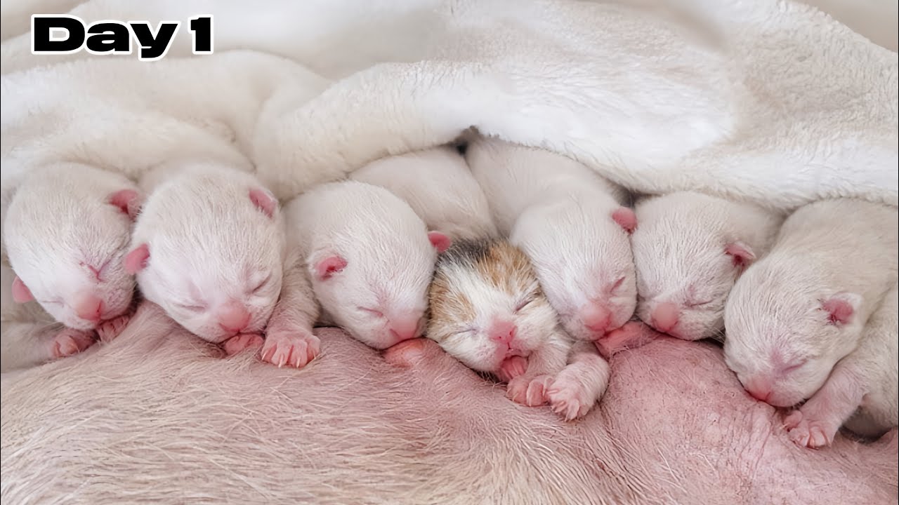 Raising 20 Newborn Kittens for 20 Days | The First 20 Days of Life