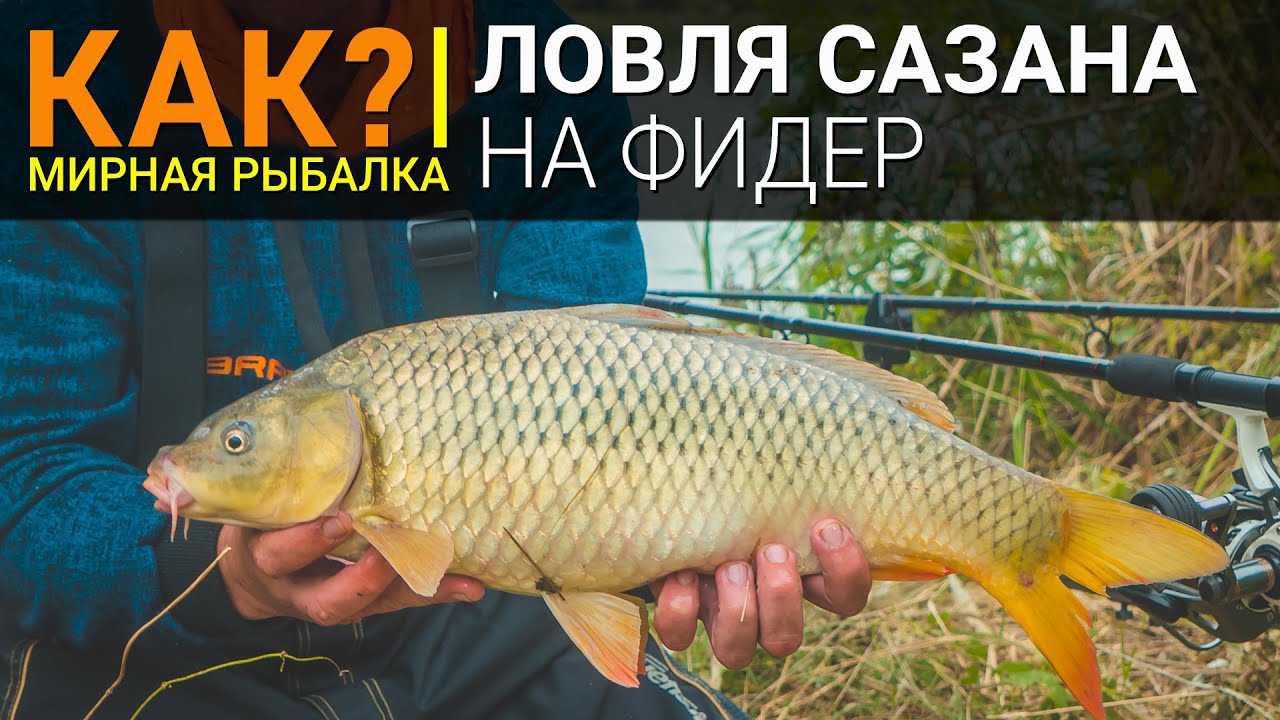 Как? Ловля сазана на фидер.