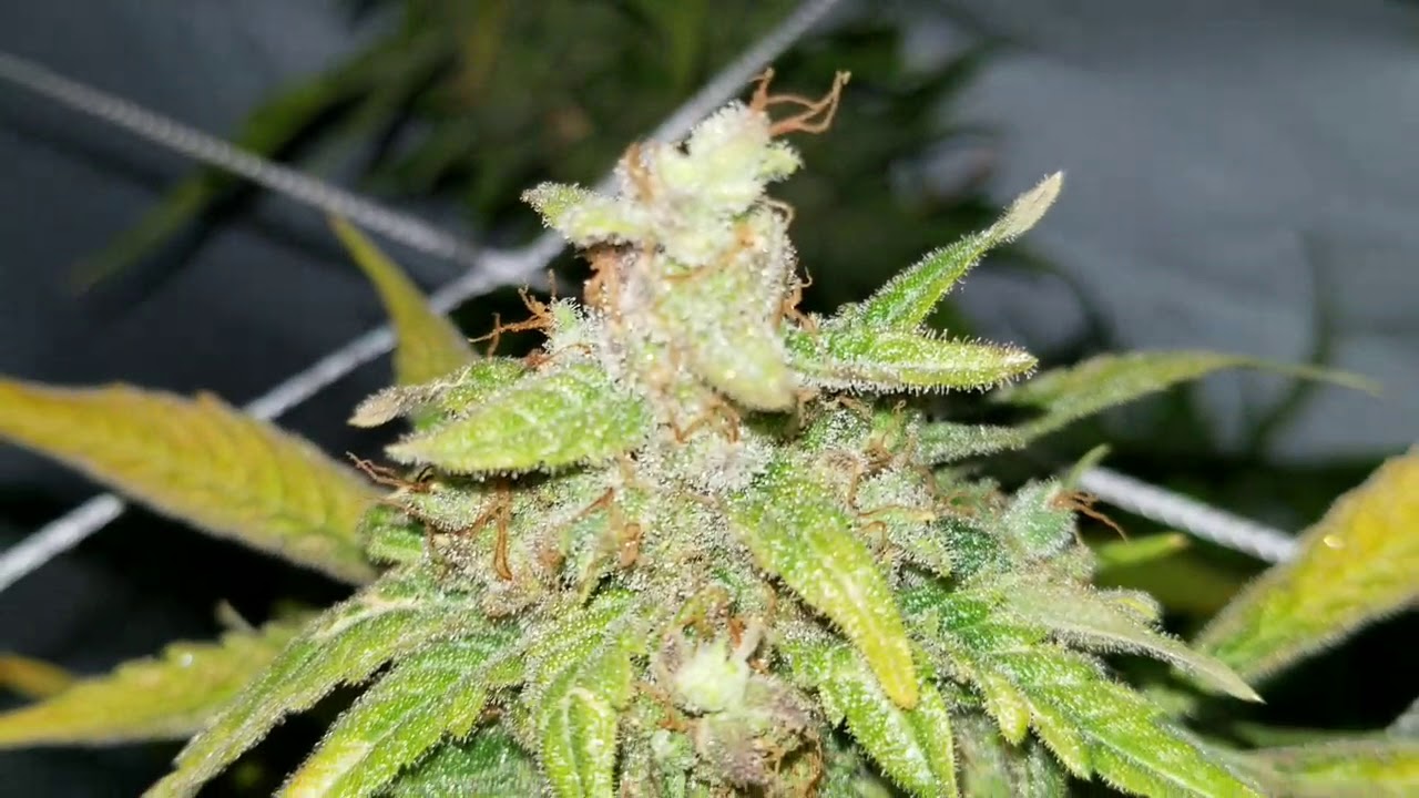 Final look at the  King  Kong