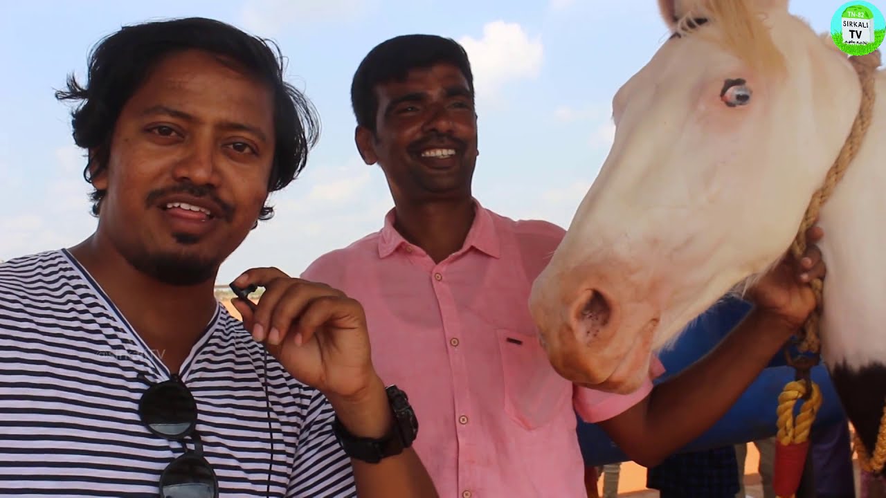 இந்தியாவின் பாரம்பரிய மார்வாரி,கத்தியவாரி குதிரைகள் | Ft. Mr Ooru Porukki | வேளாண் திருவிழா 2020