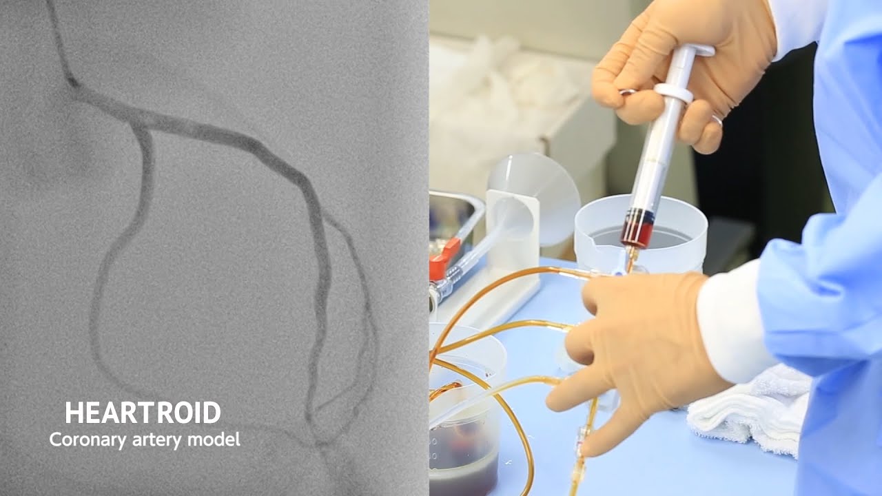 Coronary artery model