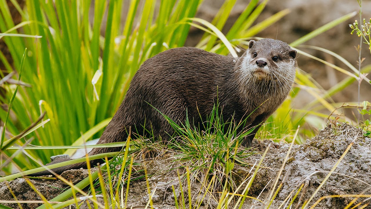 The Science of Animal Care - The Lowlands (Asian small-clawed otters)
