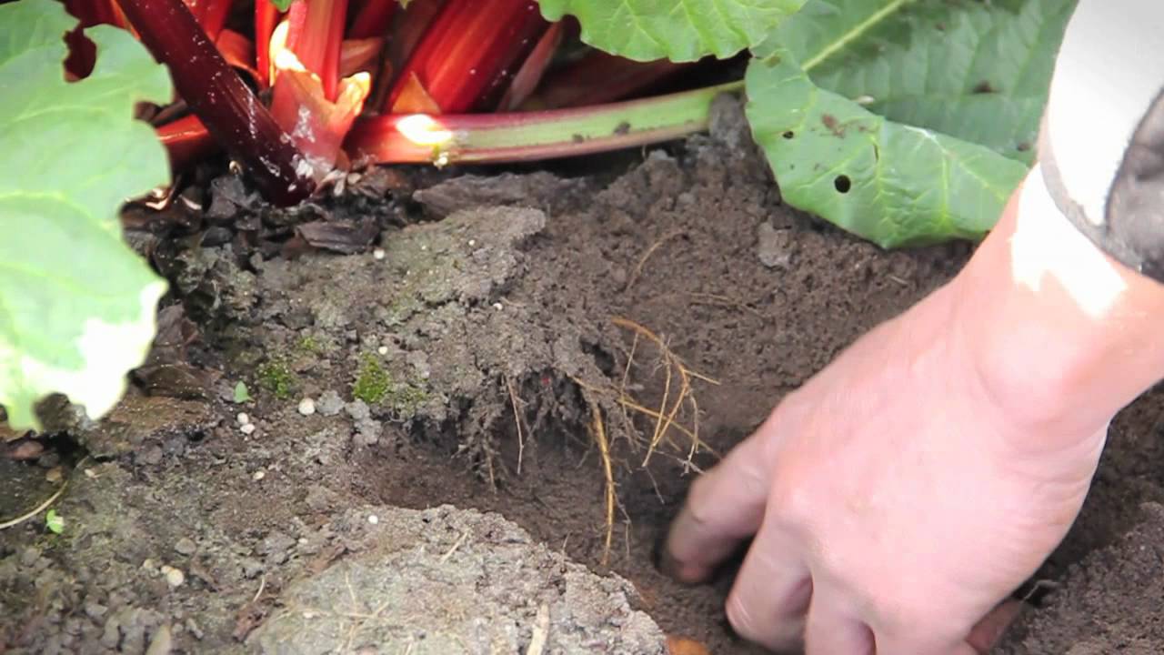 Rabarber- en aardbeienkwekerij Verkooijen