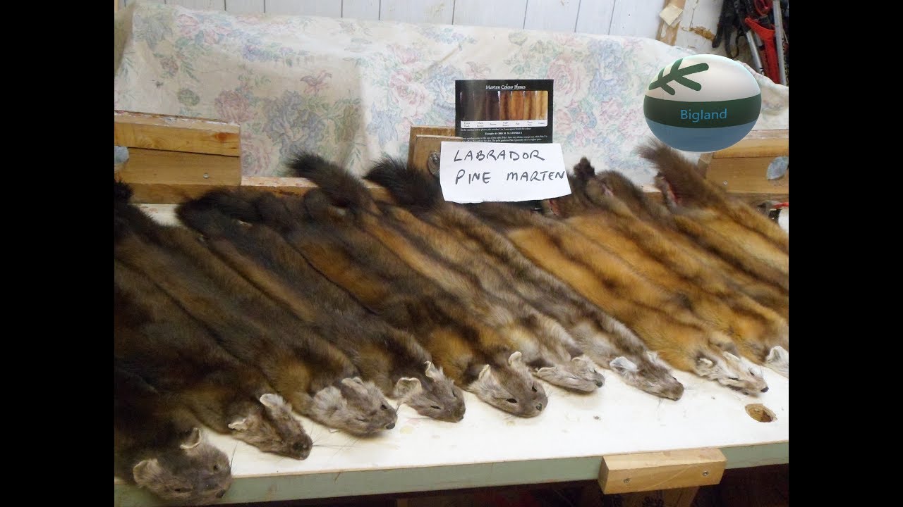 Fur Master Series -  Marten Colour Phases