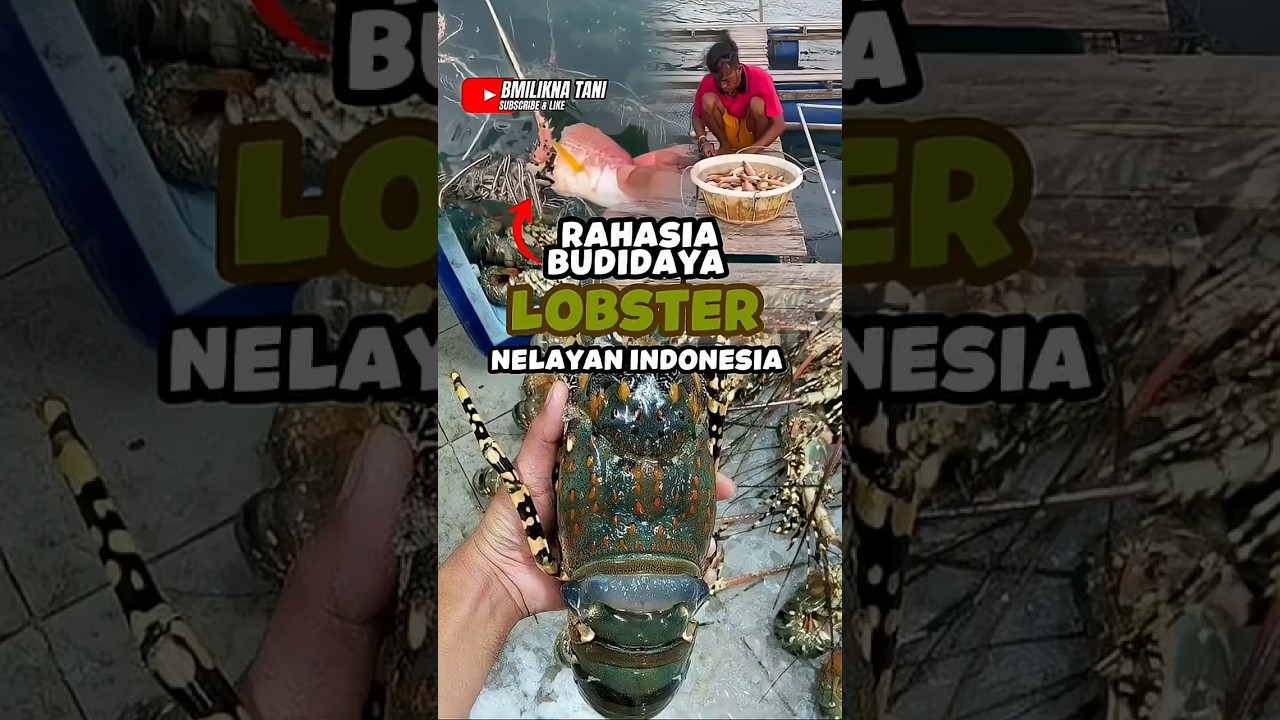 Budidaya Lobster Keramba Jaring Apung #shorst #vidioshort #vidioviral