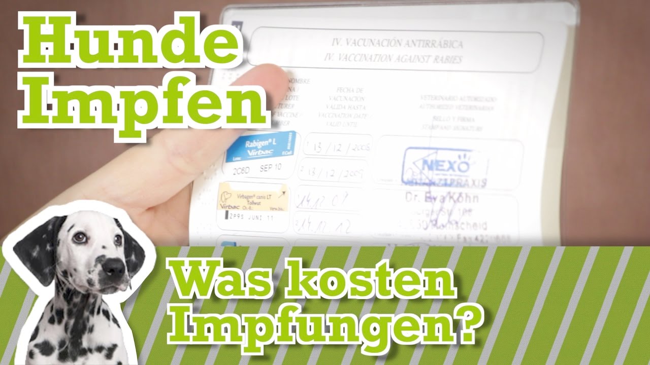 Hund impfen | Was kosten Impfungen? | Welche Impfungen braucht mein Hund?
