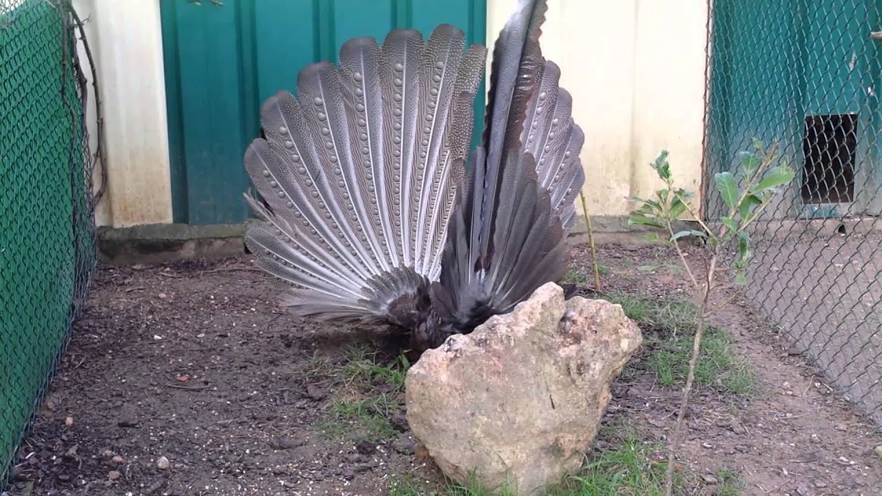 Great argus display