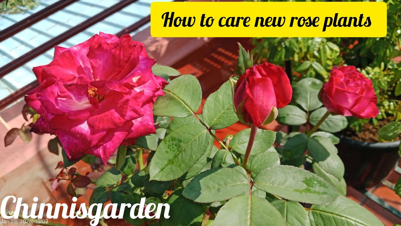Water management and sunlight to your new rose plants 