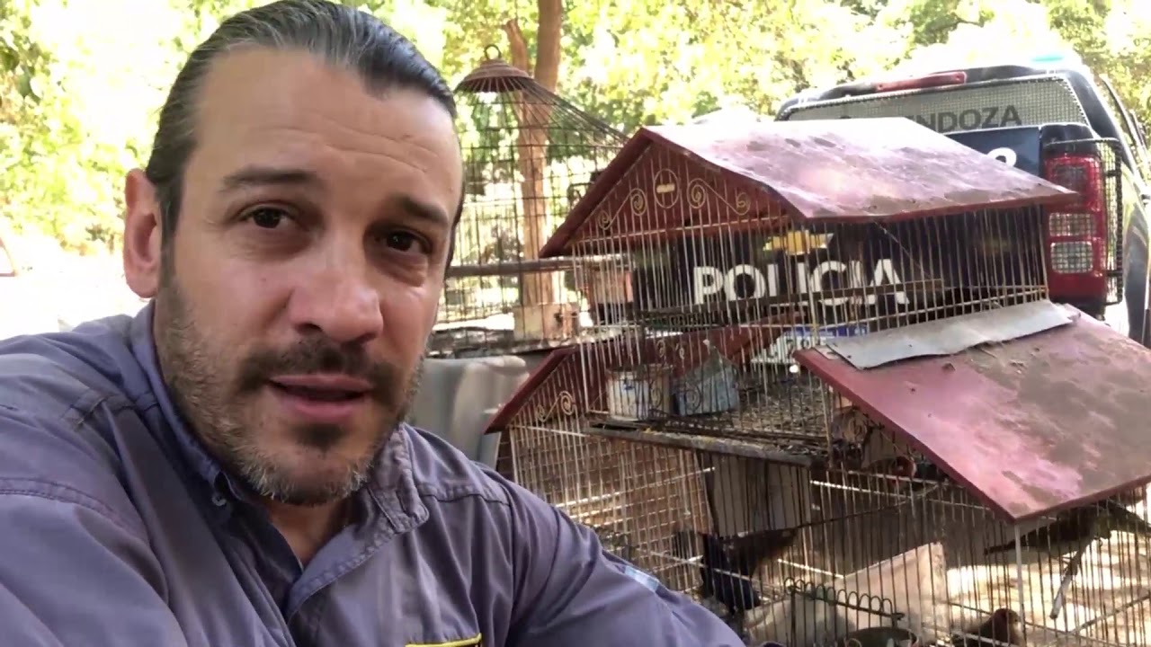 Secuestran aves en cautiverio valuadas en $200.000 en Godoy Cruz