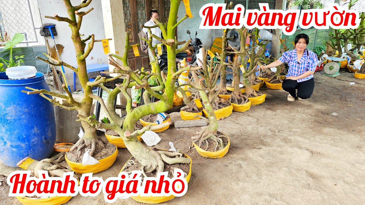 Phương Ngân 📲 0346084278 mai vàng vườn hoành to giá rẻ 2/3 Chợ Gạo (@MaivàngQuêdừa)