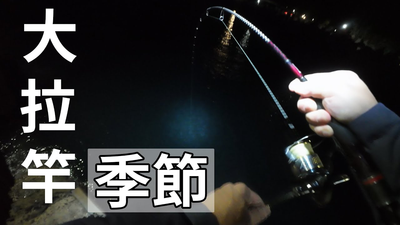 大拉竿的季節( 軟絲釣 軟絲 澎湖釣軟絲 花支 頭足類 )