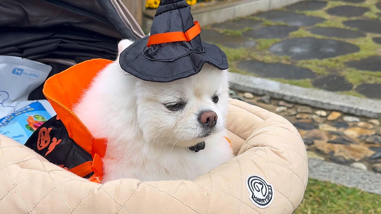 할로윈 행사 가서 기빨리고 온 내향형 강아지..🎃