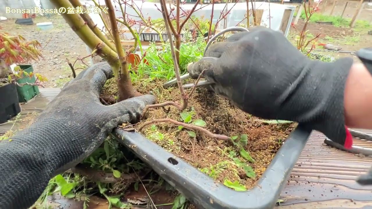 放置しすぎた山もみじを掘り起こす #盆栽 #bonsai