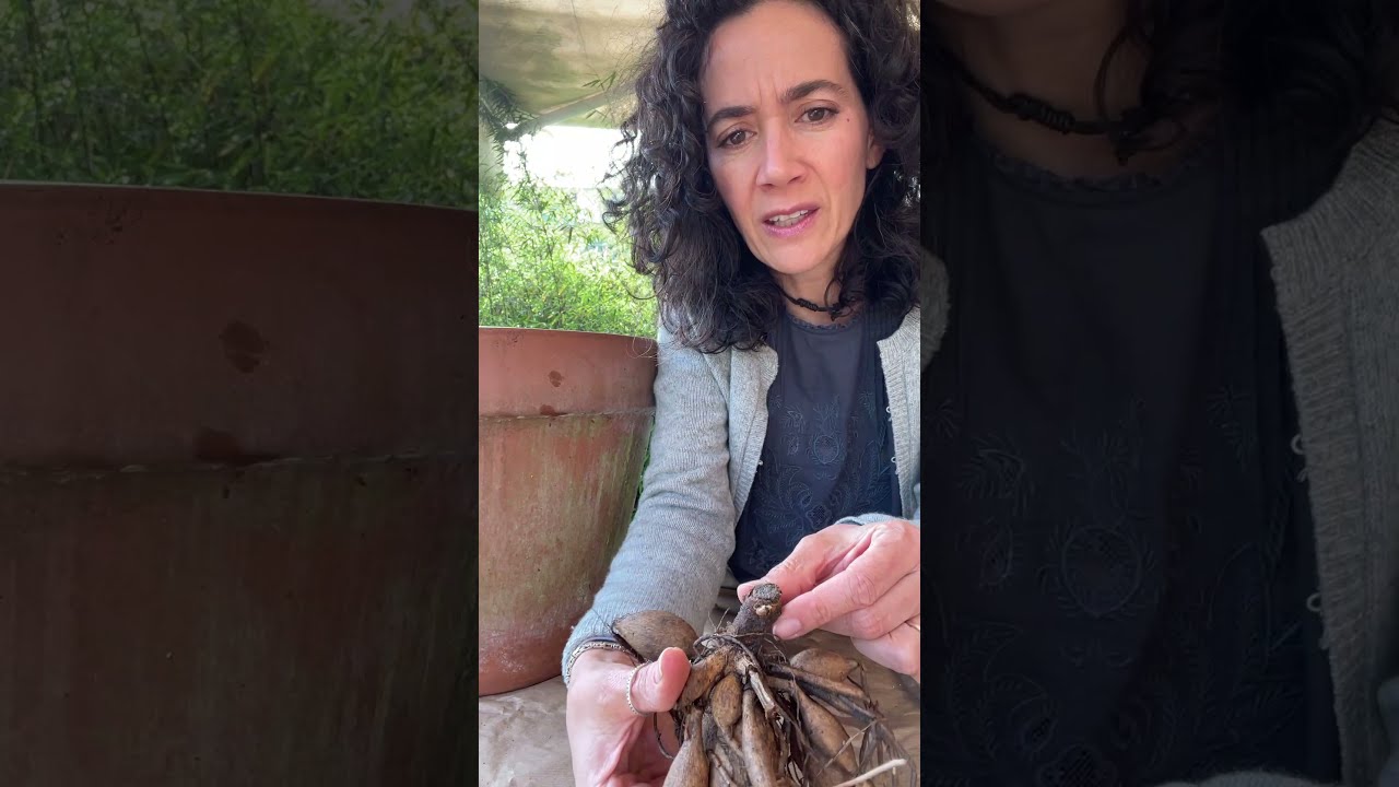 Cómo plantar bulbos de Dalias🌼