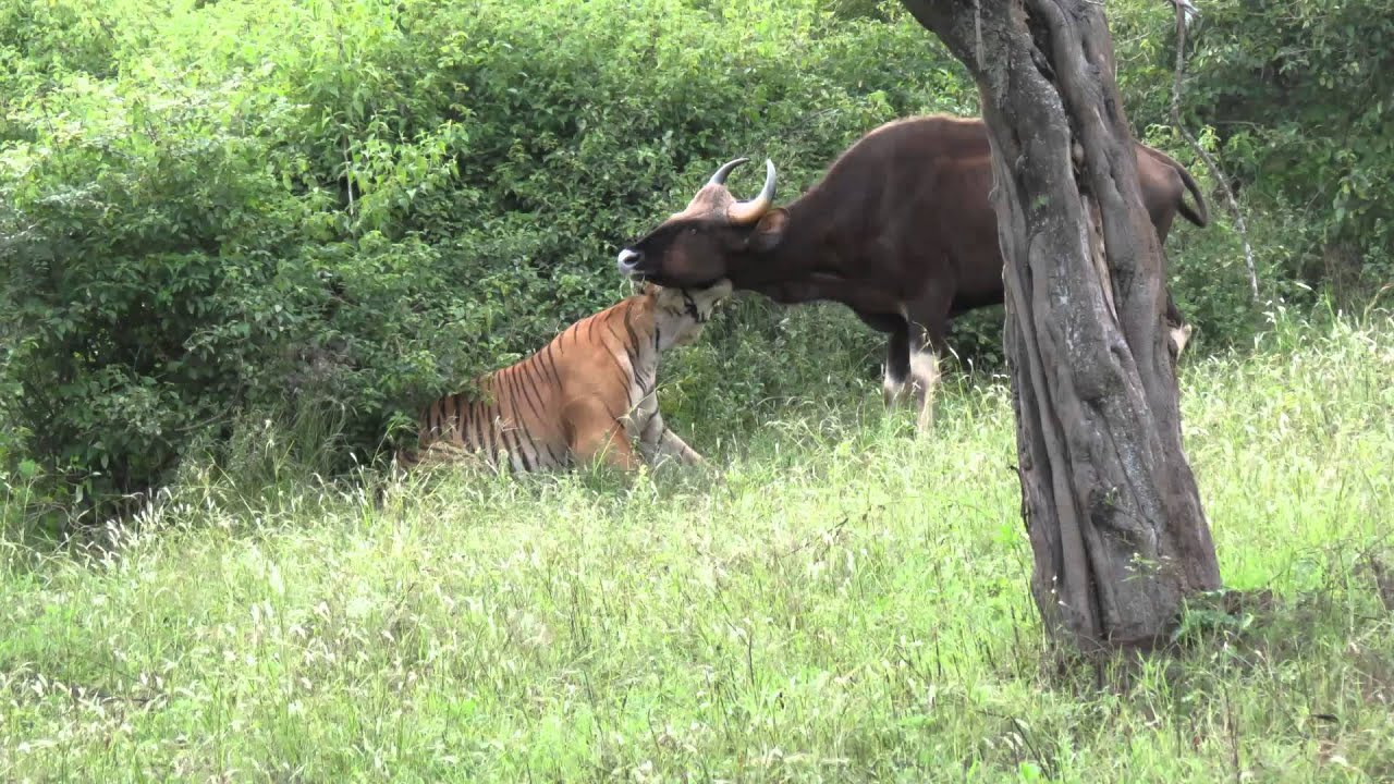 Rarest video of a tiger killing a gaur...