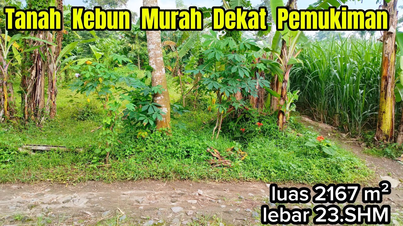 Tanah Kebun Murah Dekat Pemukiman 2167 m²( 082194791760 ) 