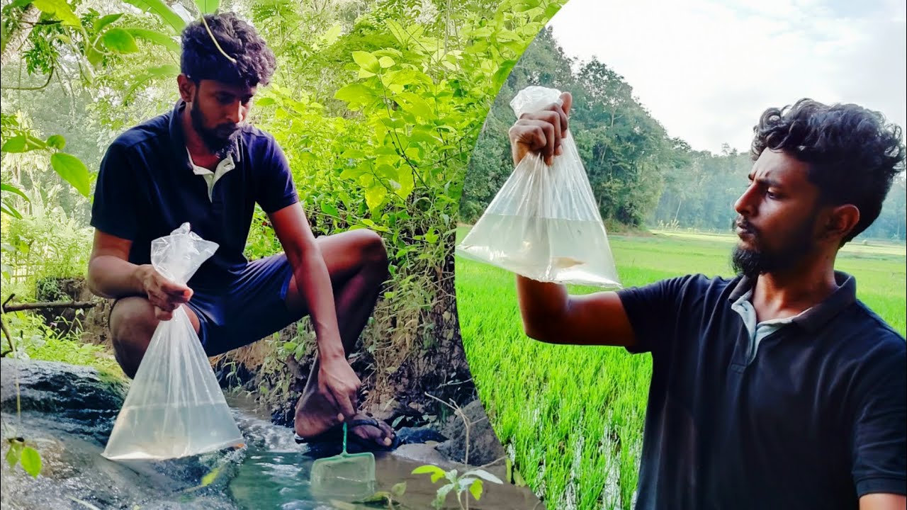 ඇලෙන් මාළු අල්ලන් පොකුණට ගෙනත් දැම්මා. I brought fish from the river to the pond.