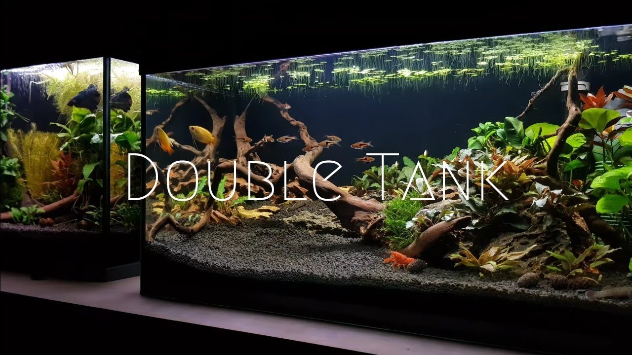 Community and Betta Tank for Relaxing