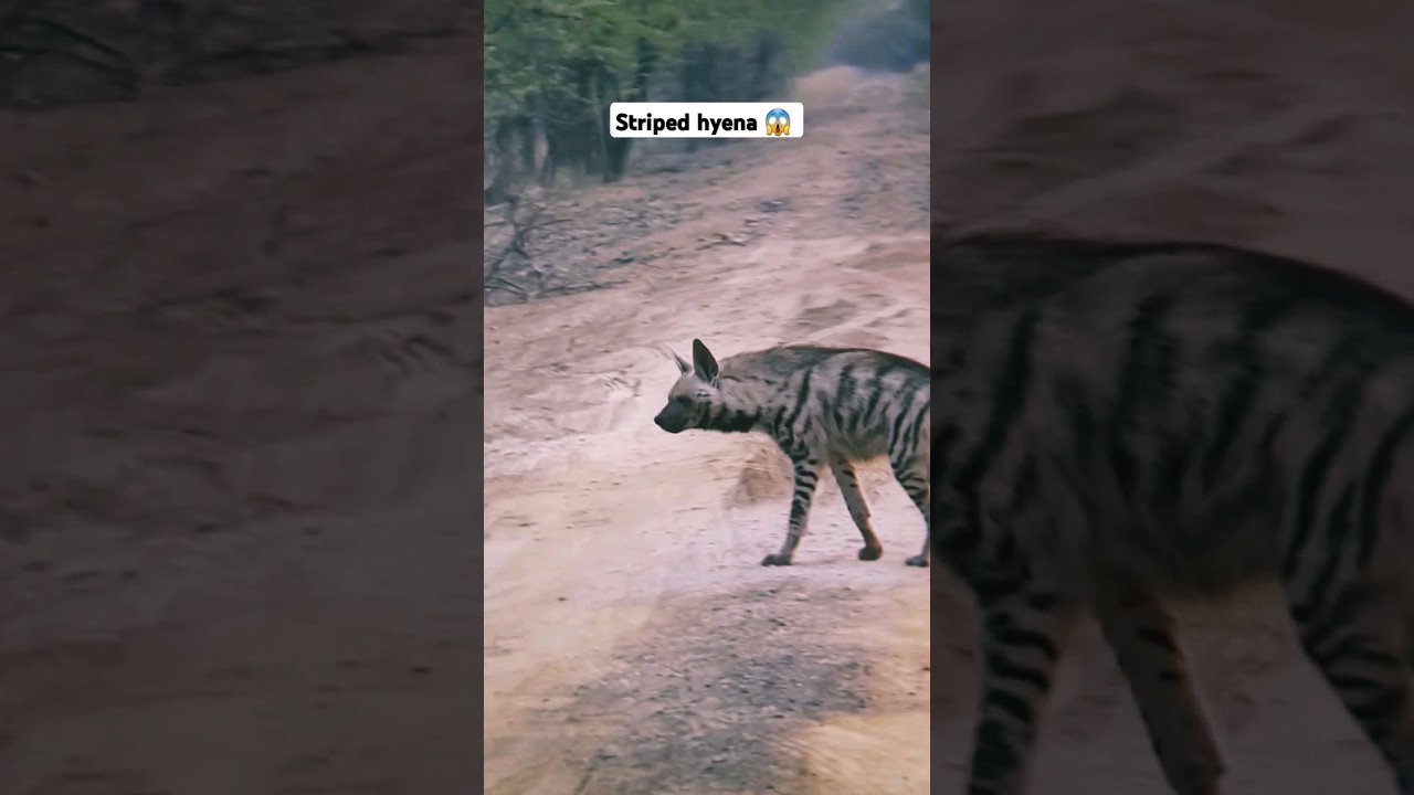 Striped hyena || 😱 cross road || #shorts #viral #hyena
