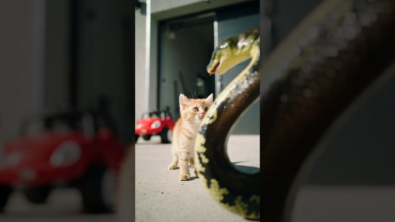A Giant Python Was About to Eat the Kitten&hellip; Then Grandpa Appeared! #cat #kitten #snake #ai