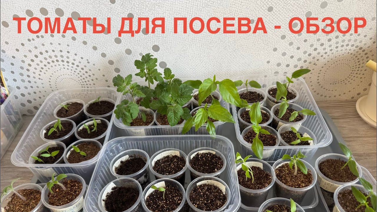 15.05.26 как полить засохшую рассаду, обзор. Томаты для посева