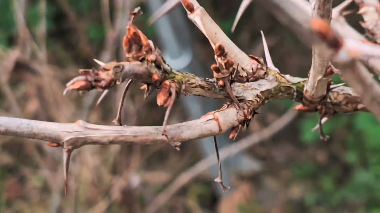 Zásady řezu ovocných dřevin - ochrana plodného dřeva, květní a listové pupeny #gardening #garden