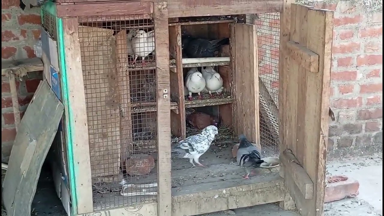 Kabutar ka new blog Aaj Ham aap sabhi ko Apne Pyare kabutar dikhayenge