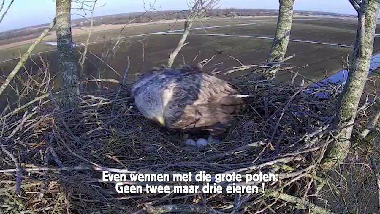 Een derde ei in de Alde Feanen!!