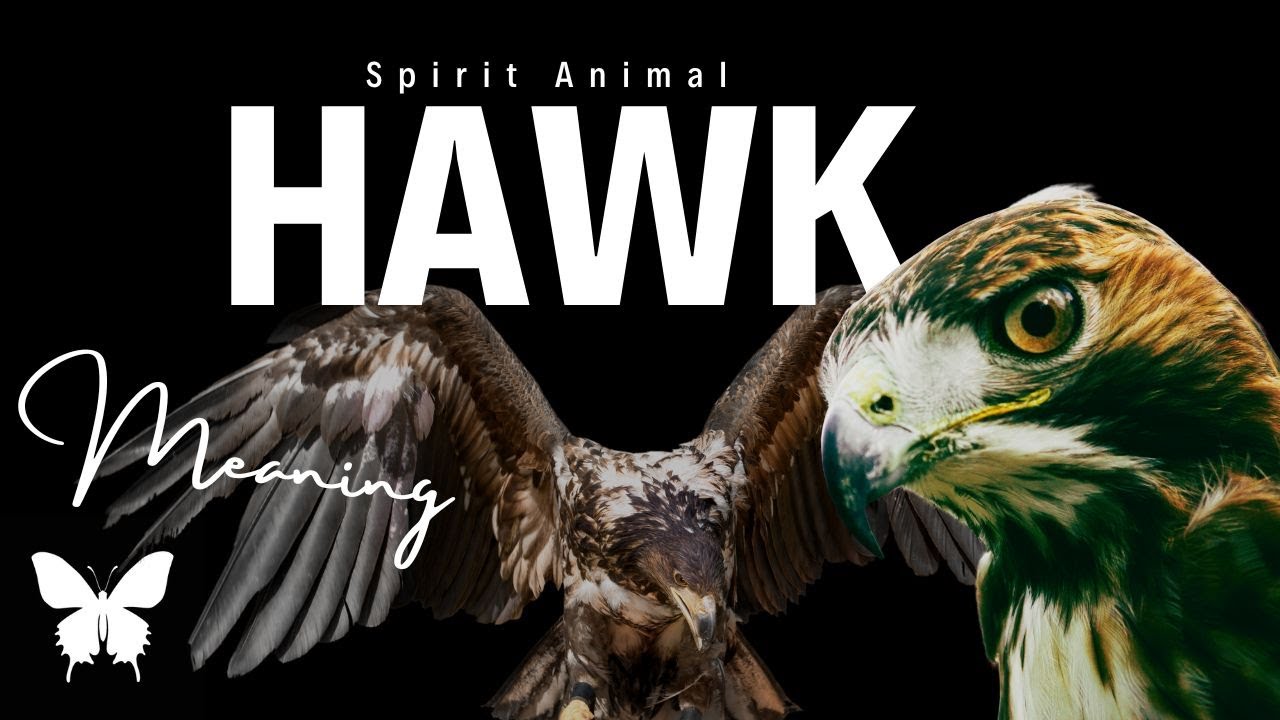 Hawk Spirit Animal | Hawk Spirit Guide | Hawk Symbolism | Hawk Totem