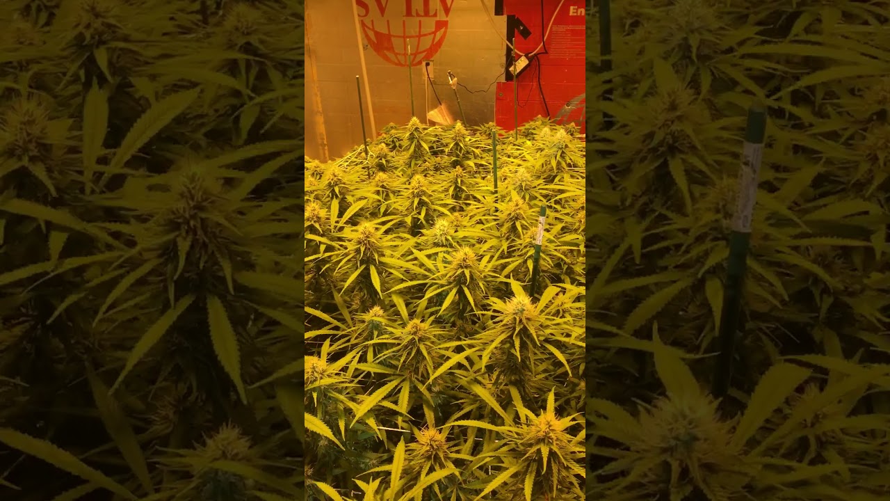 Indoor marijuana grow day 33