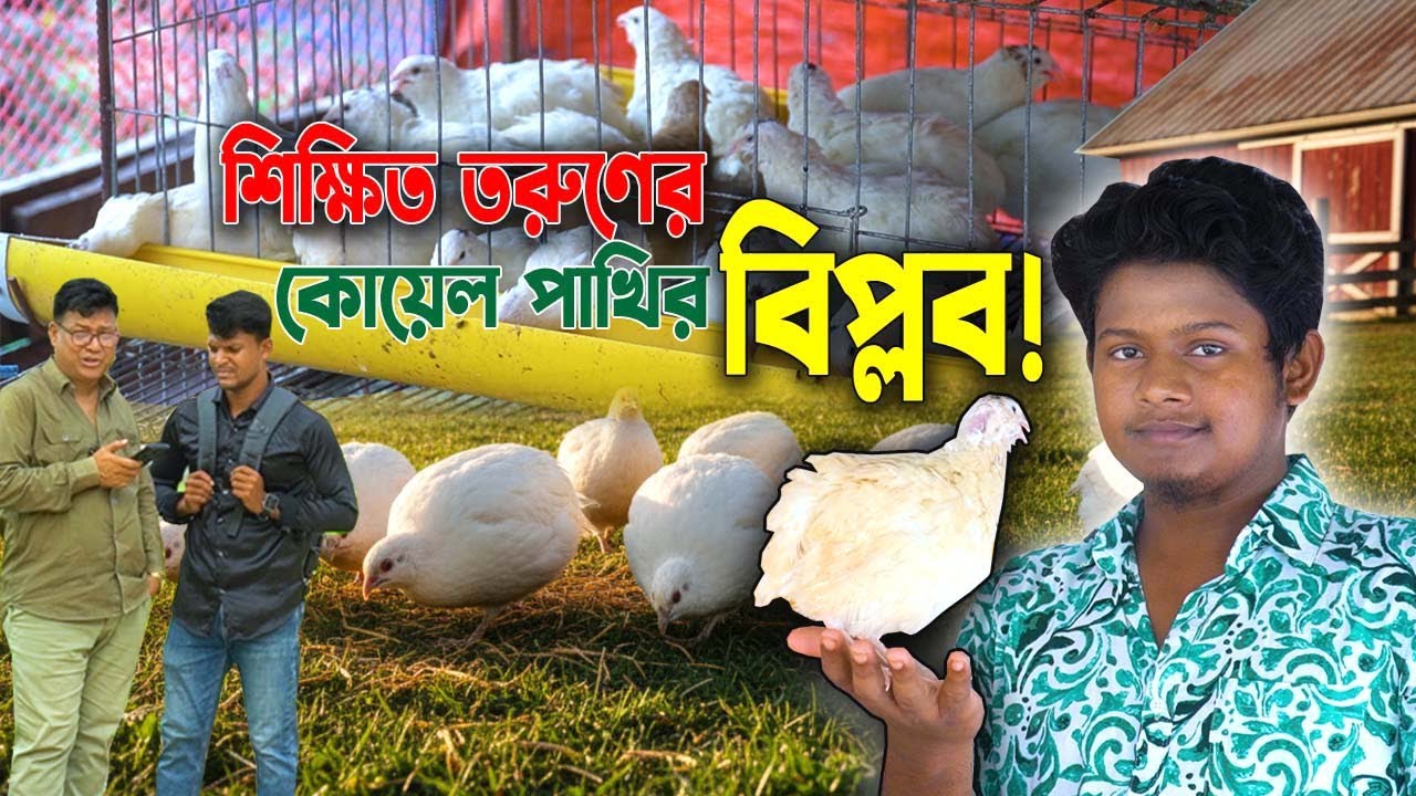 অনার্স ছাত্রের বিশ্বের বড় জাতের কোয়েল পাখির খামার! Quail Farming in Bangladesh