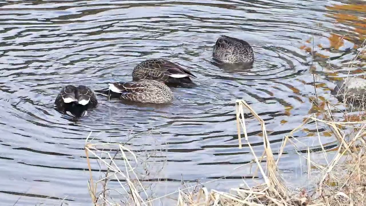2026年2月1日加茂町！今日のカルガモ達🦆🦆🦆🦆🦆