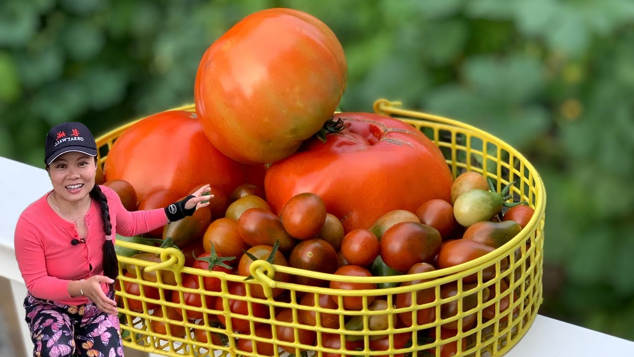 Must watch before you plant tomatoes, egg magic 种又大又红的西红柿必看：打个鸡蛋试试, 根部毛须妙招