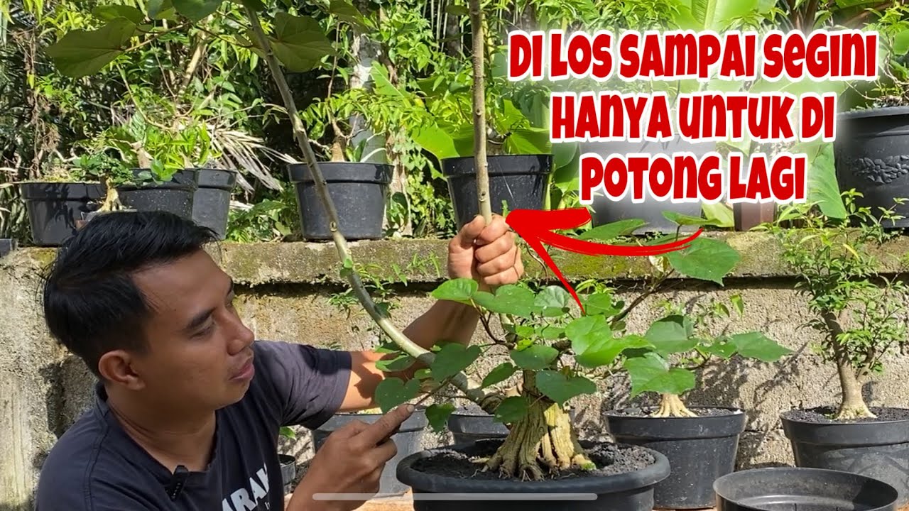 Eksekusi Bonsai Waru taiwan calon Themax //