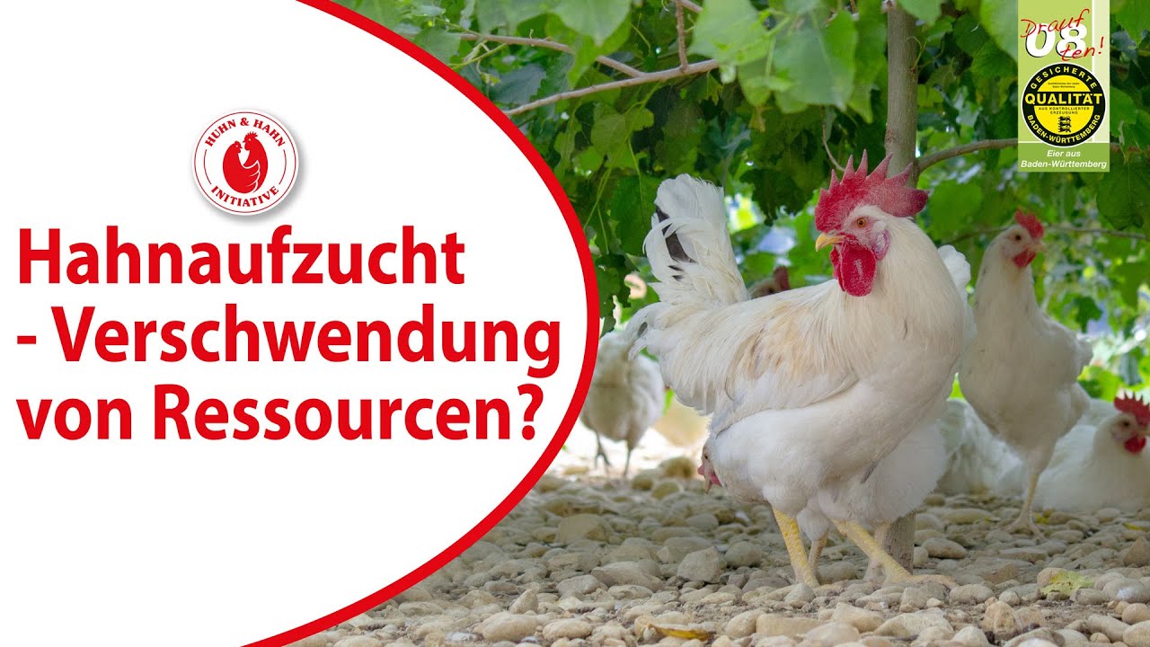 Wie nachhaltig ist die Aufzucht der H&auml;hne?