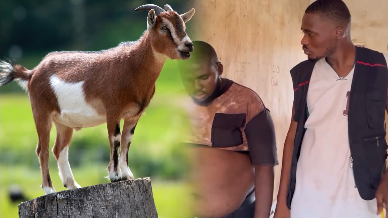 The swallowed goat 🐐
