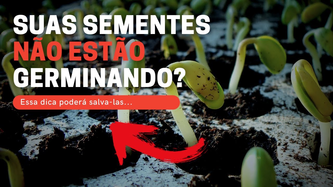 Como garantir a germina&ccedil;&atilde;o de sementes.