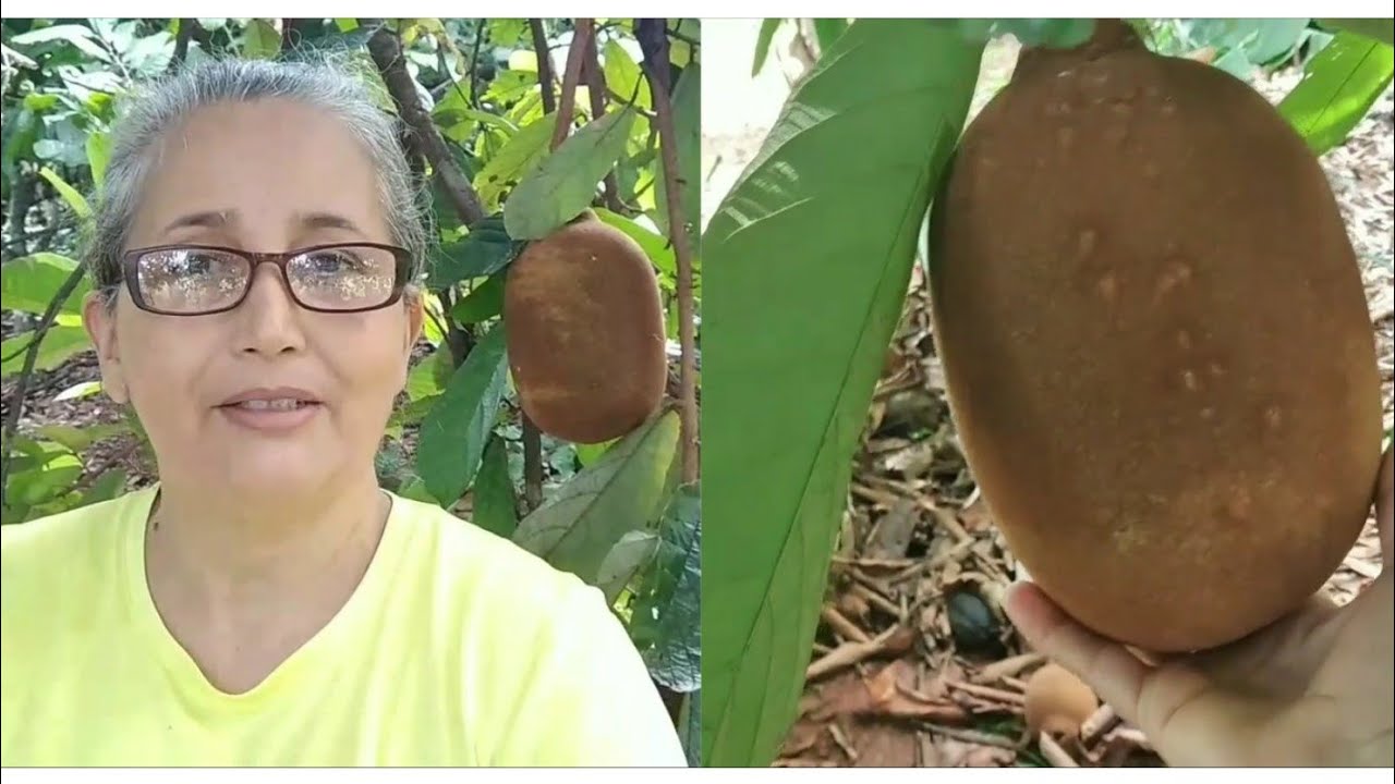 Conheça o pé de CUPUAÇU o fruto e a polpa/vida na ROÇA