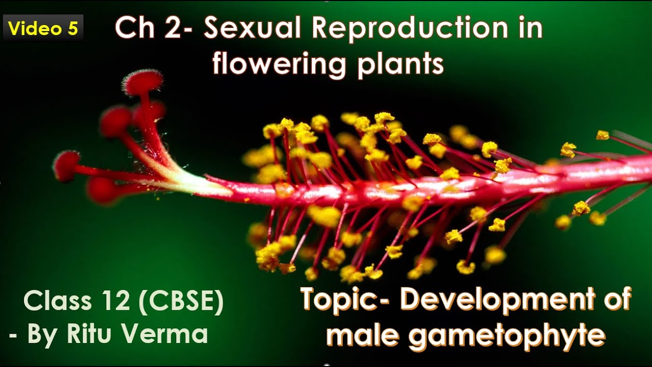 CBSE/ NEET Grade 12- Ch2- Sexual reproduction in flowering plants- Development of male gametophyte