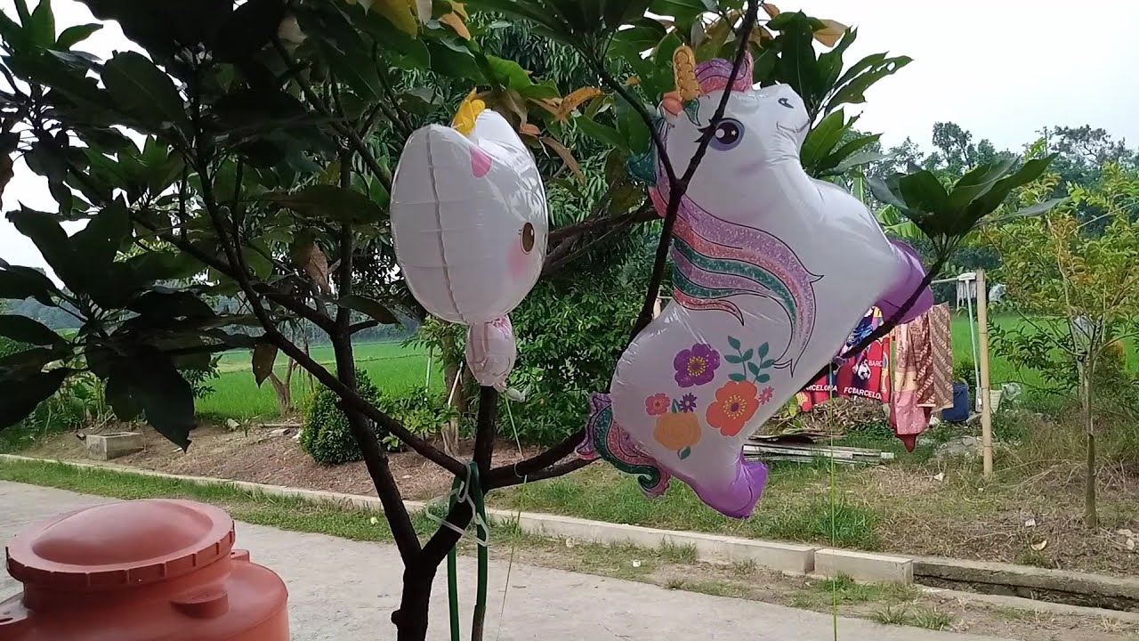 Ahza dan yomi temukan balon karakter kucing dan unicorn nyangkut di pohon dan di terbangin,lucu