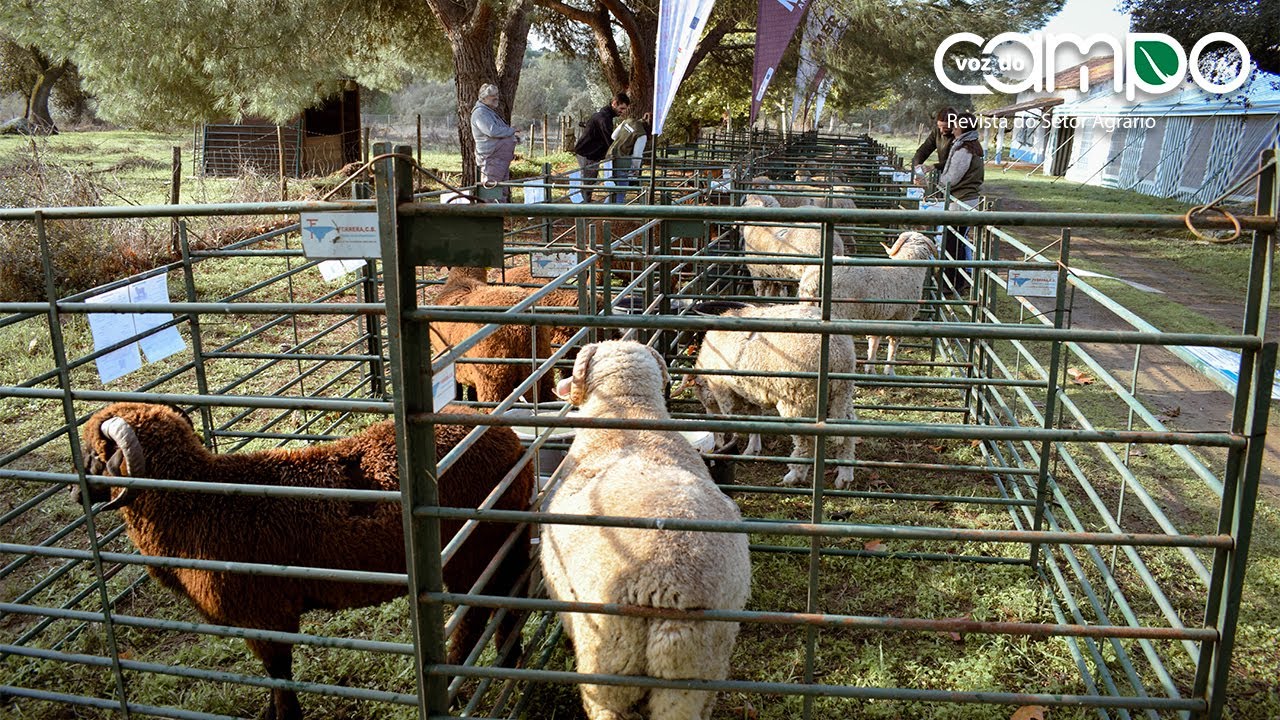 Reportagem - Dia Aberto Merino (30/10/2024) Quinta das Estacas | Évora